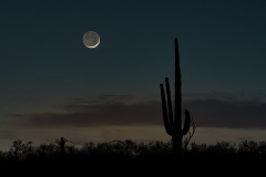 Wee Crescent Moon in the Desert