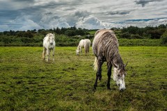 Three Horses